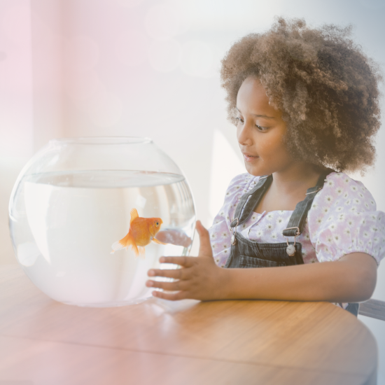 Purified water for Aquarium